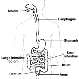 digestivesystem 1